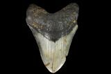 Fossil Megalodon Tooth - North Carolina #124393-1